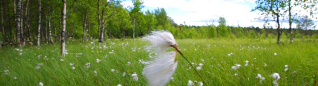 Eesti soo